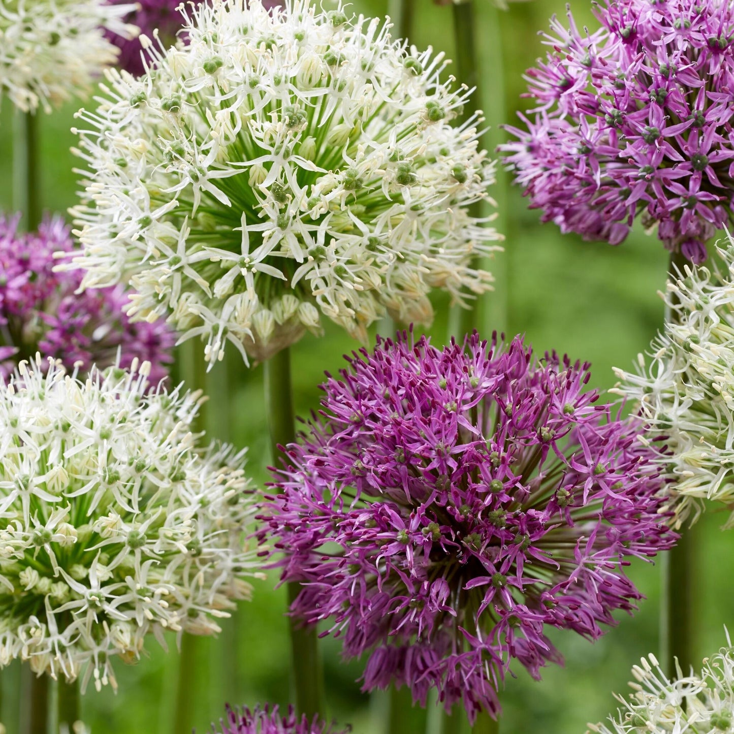 Bulbos De Allium - 15 Pzs - Allium 'purple 'white' - Bulbos De Flores_3