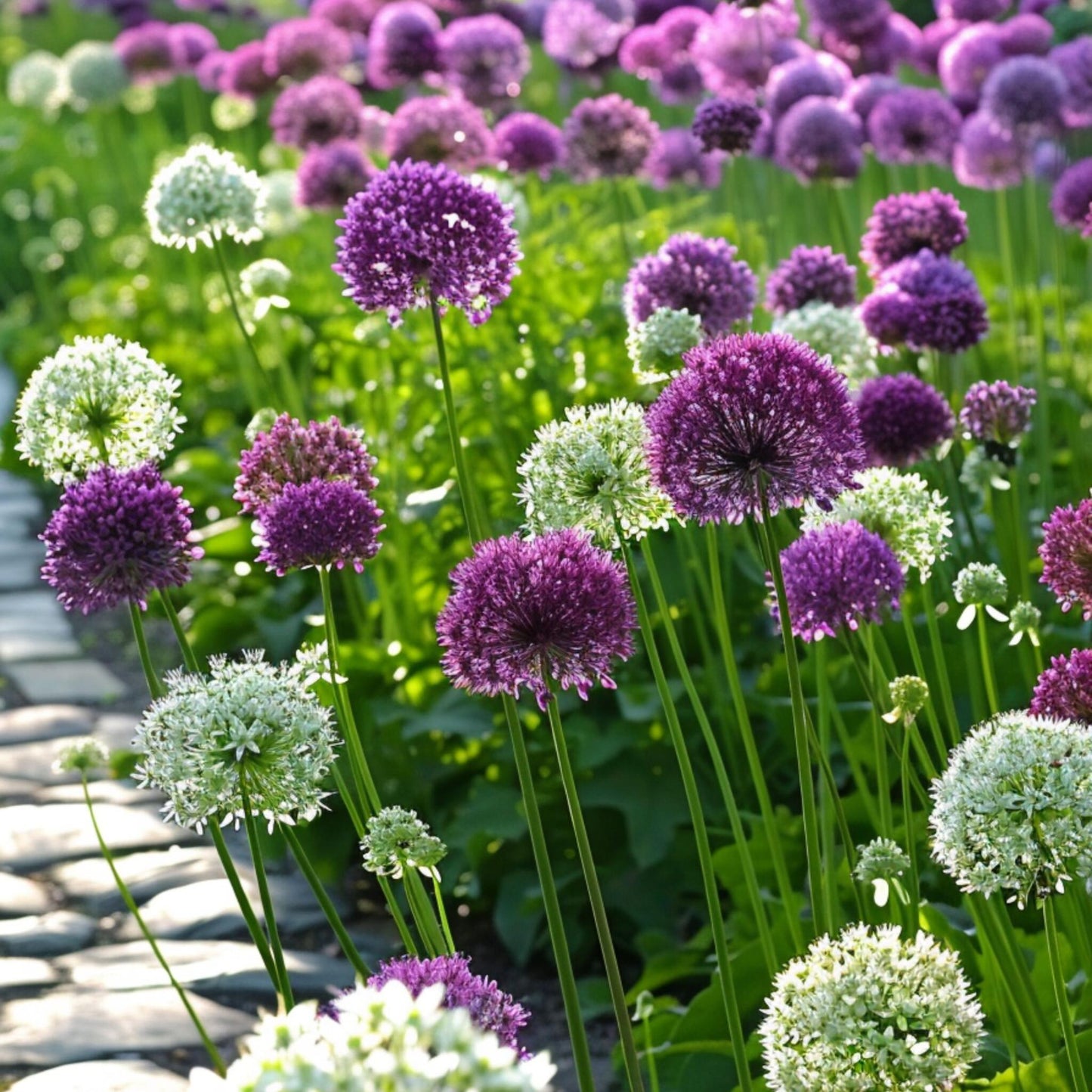 Bulbos De Allium - 15 Pzs - Allium 'purple 'white' - Bulbos De Flores_4
