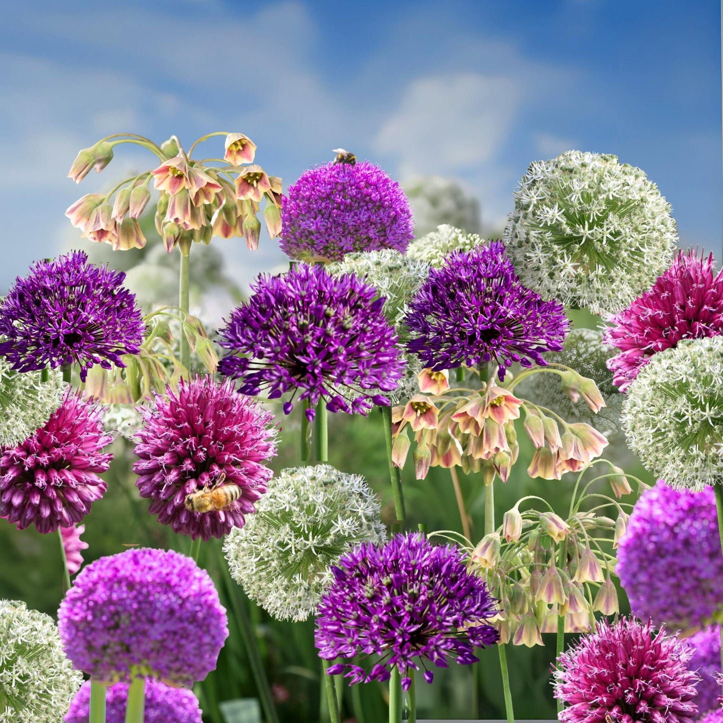 Bulbos De Allium - 160 Pzs - Allium - Bulbos De Flores_1