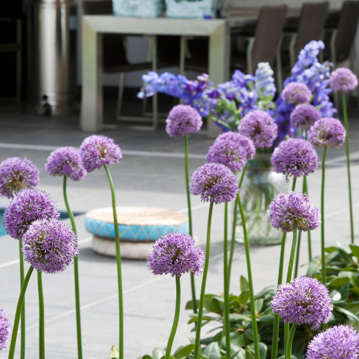 Bulbos De Allium - 16 Pzs - Allium 'gladiator' - Bulbos De Flores - Púrpura_1