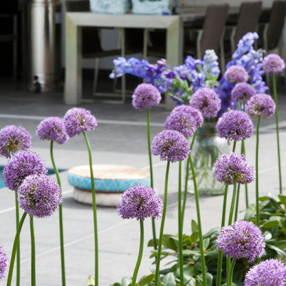 Bulbos De Allium - 16 Pzs - Allium 'gladiator' - Bulbos De Flores - Púrpura_1