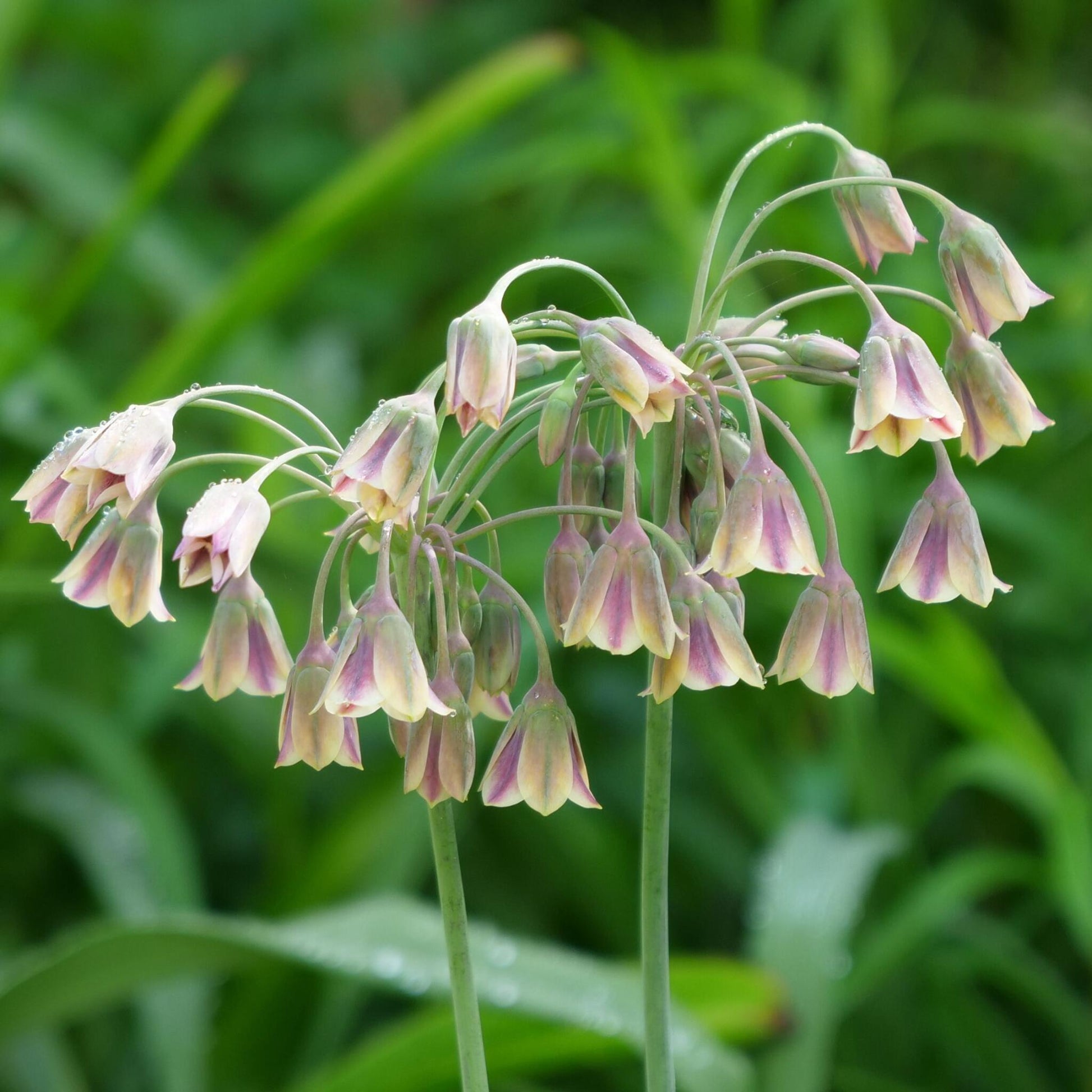 Bulbos De Allium - 80 Pzs - Allium - Bulbos De Flores_3