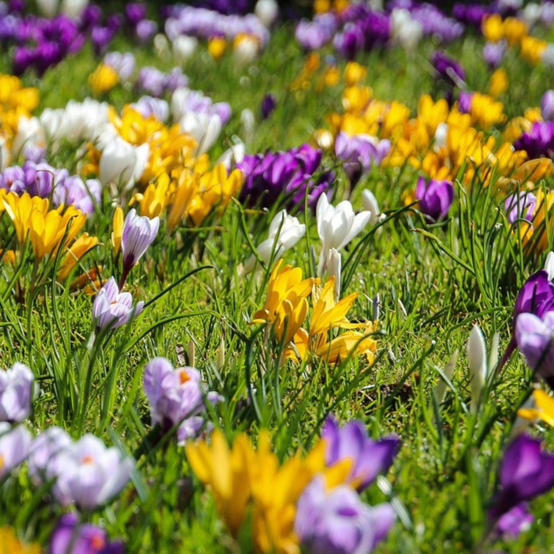 Bulbos De Crocus - 30 Pzs - Crocus 'large Flowering Mix' - Bulbos De Flores_4