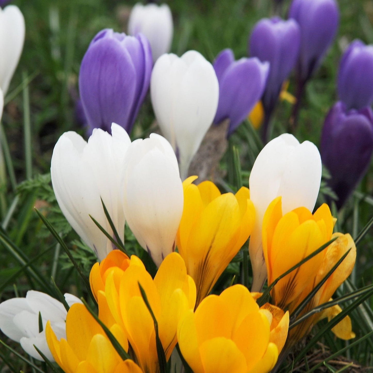 Bulbos De Crocus - 60 Pzs - Crocus Mix - Bulbos De Flores_1