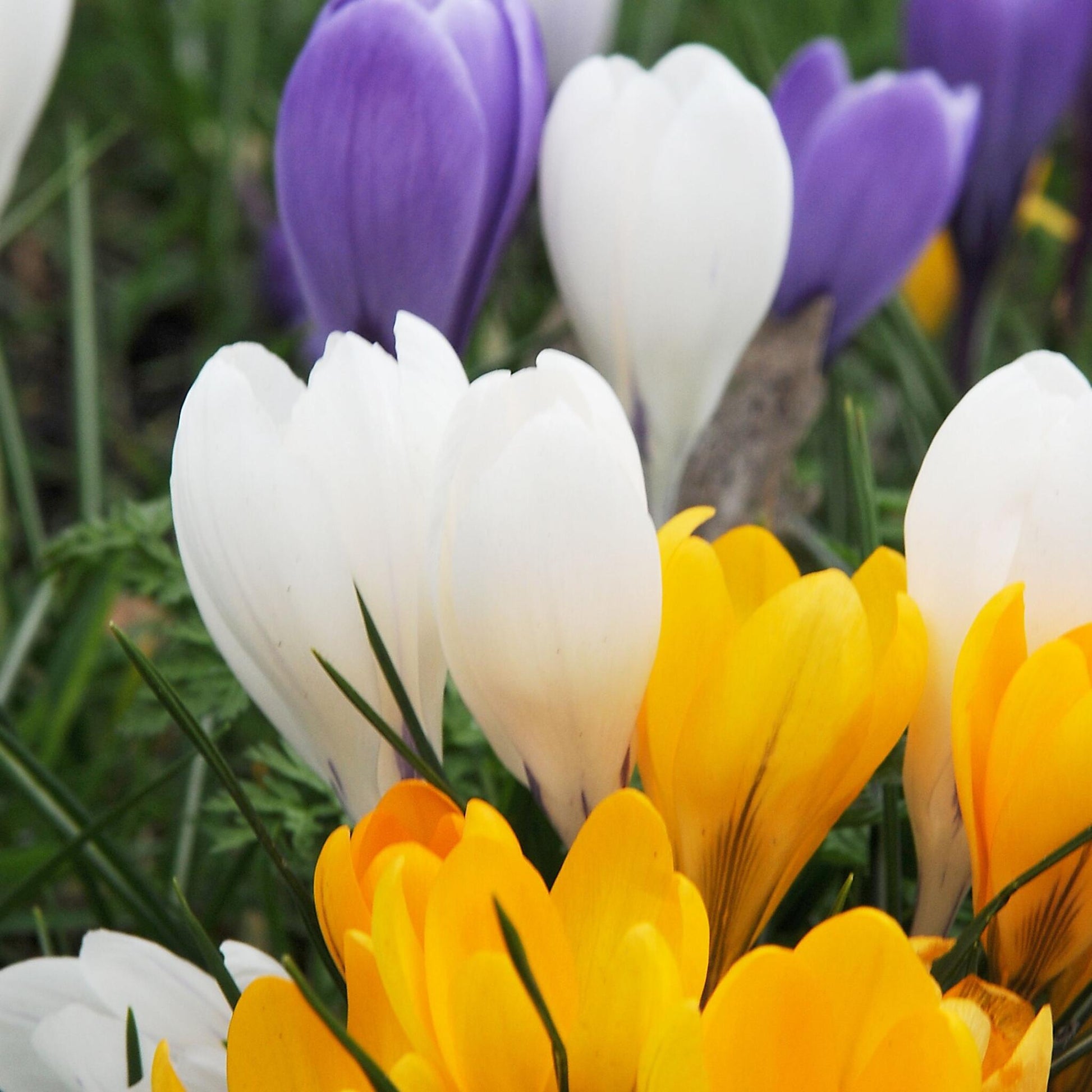 Bulbos De Crocus - Set De 70 - Flores De Primavera Coloridas Para Jardín_1