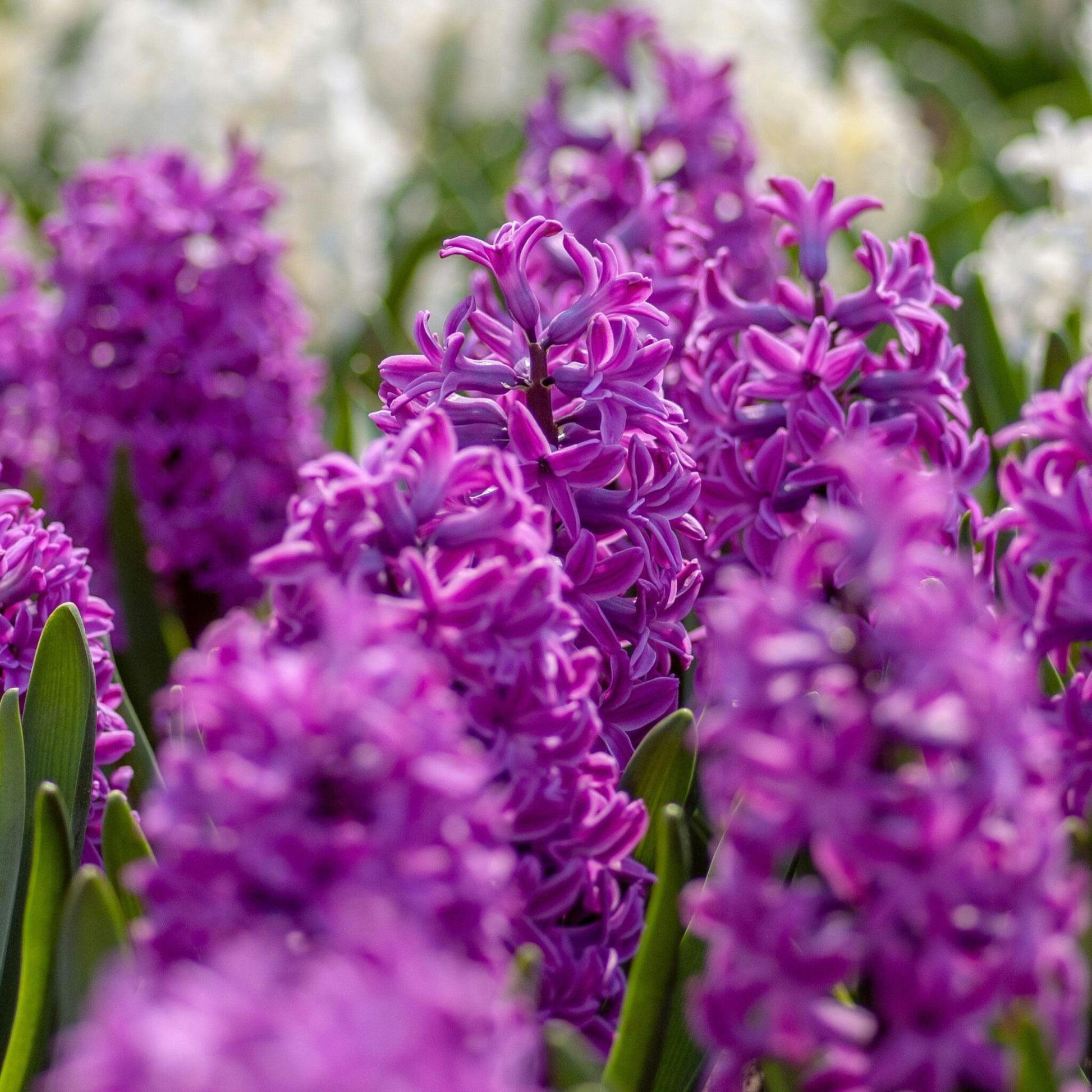 Bulbos De Jacinto - Set De 10 - Hyacinthus 'purple Voice' - Bulbos Florales_3