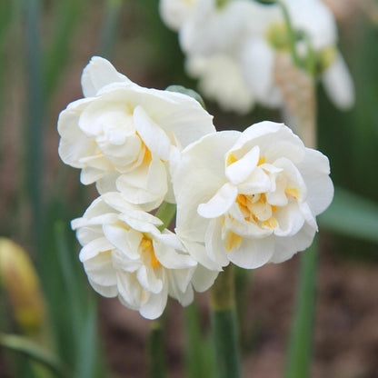 Bulbos De Narcisos - 10 Pzs - Narcissus 'double Mix' - Bulbos De Flores_3