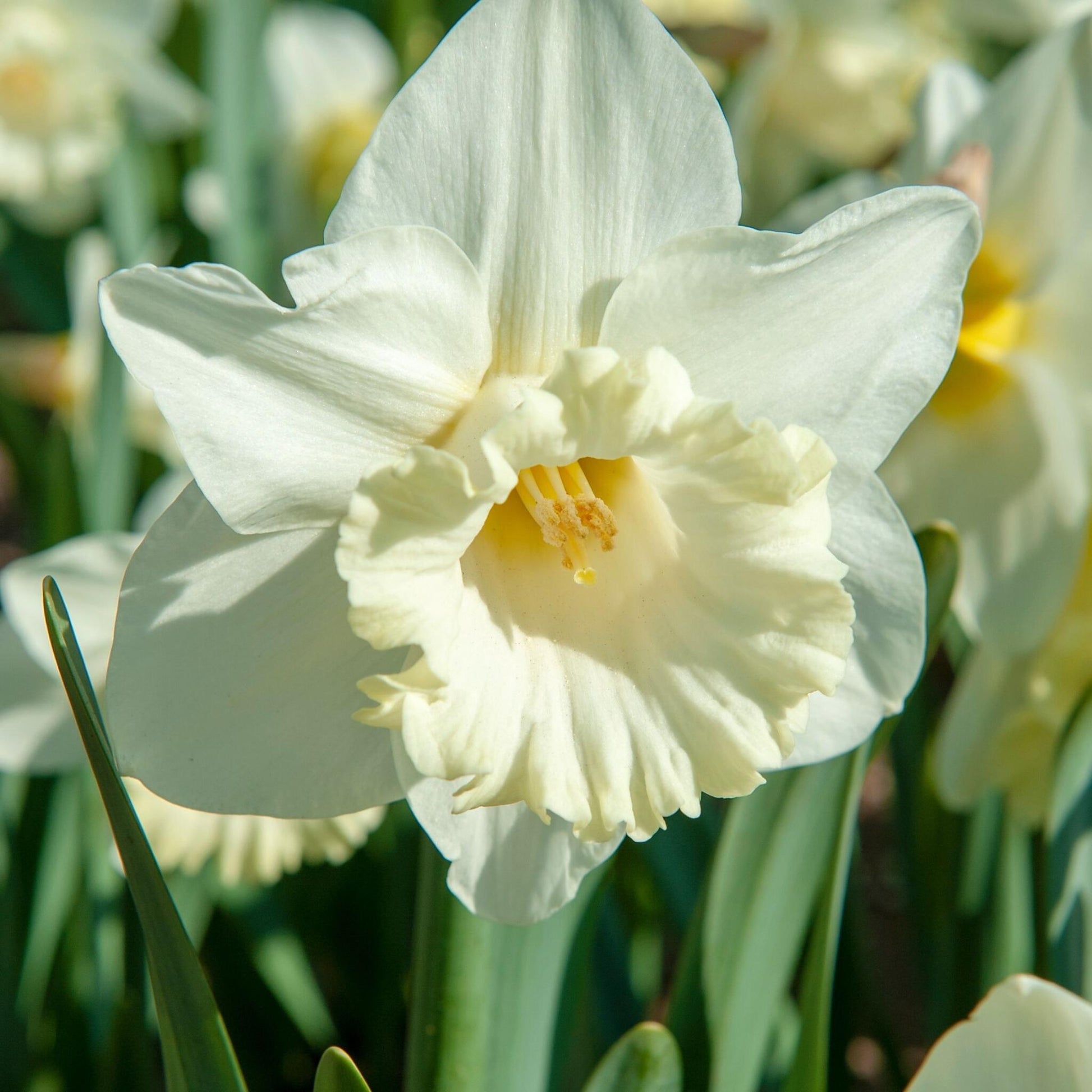 Bulbos De Narcisos - 15 Pzs - Narcissus 'mount Hood' - Bulbos De Flores_3