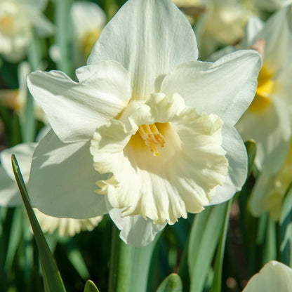 Bulbos De Narcisos - 15 Pzs - Narcissus 'mount Hood' - Bulbos De Flores_3