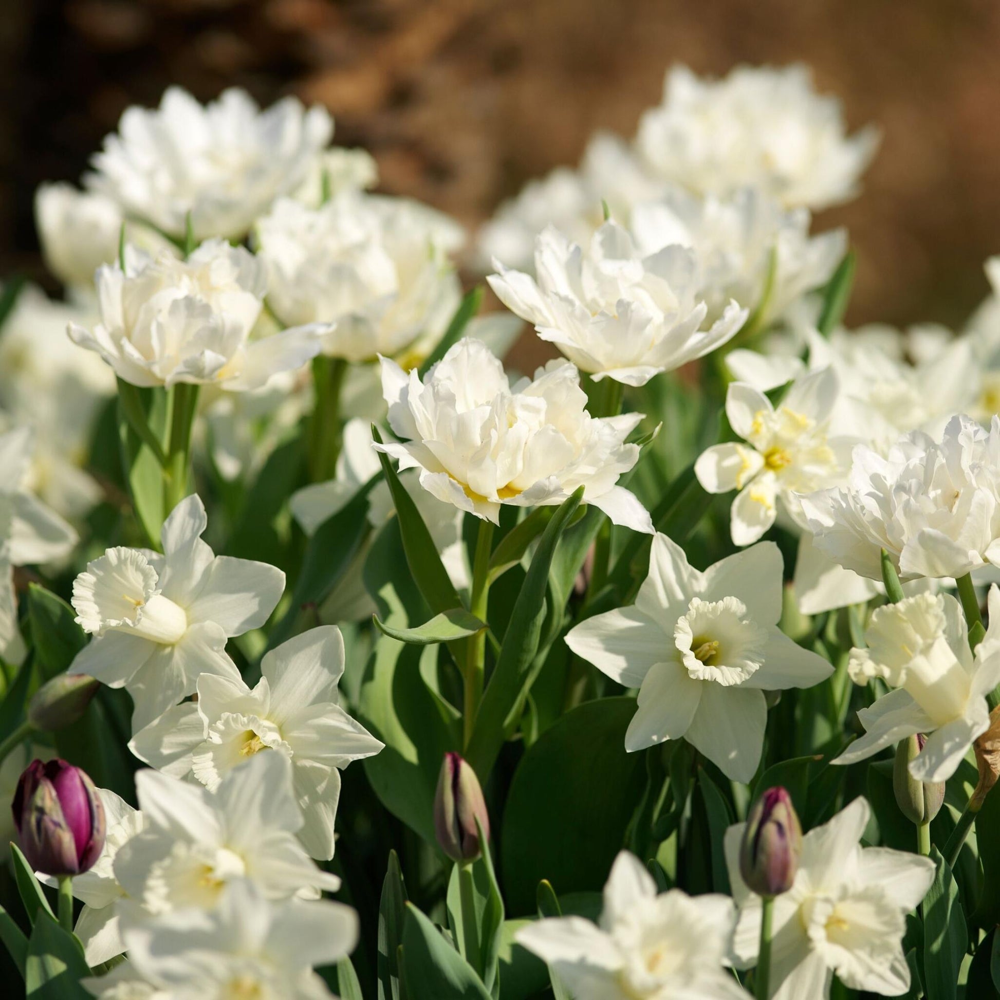 Bulbos De Narcisos - 30 Pzs - Narcissus 'mount Hood' - Bulbos De Flores_1