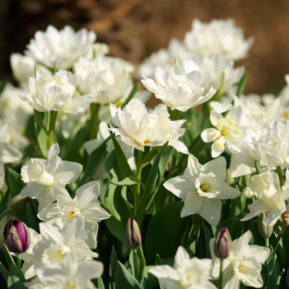 Bulbos De Narcisos - 30 Pzs - Narcissus 'mount Hood' - Bulbos De Flores_1