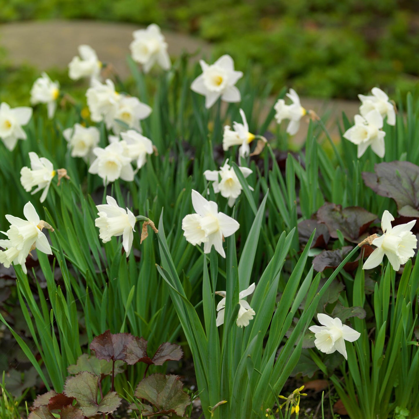 Bulbos De Narcisos - 30 Pzs - Narcissus 'mount Hood' - Bulbos De Flores_4
