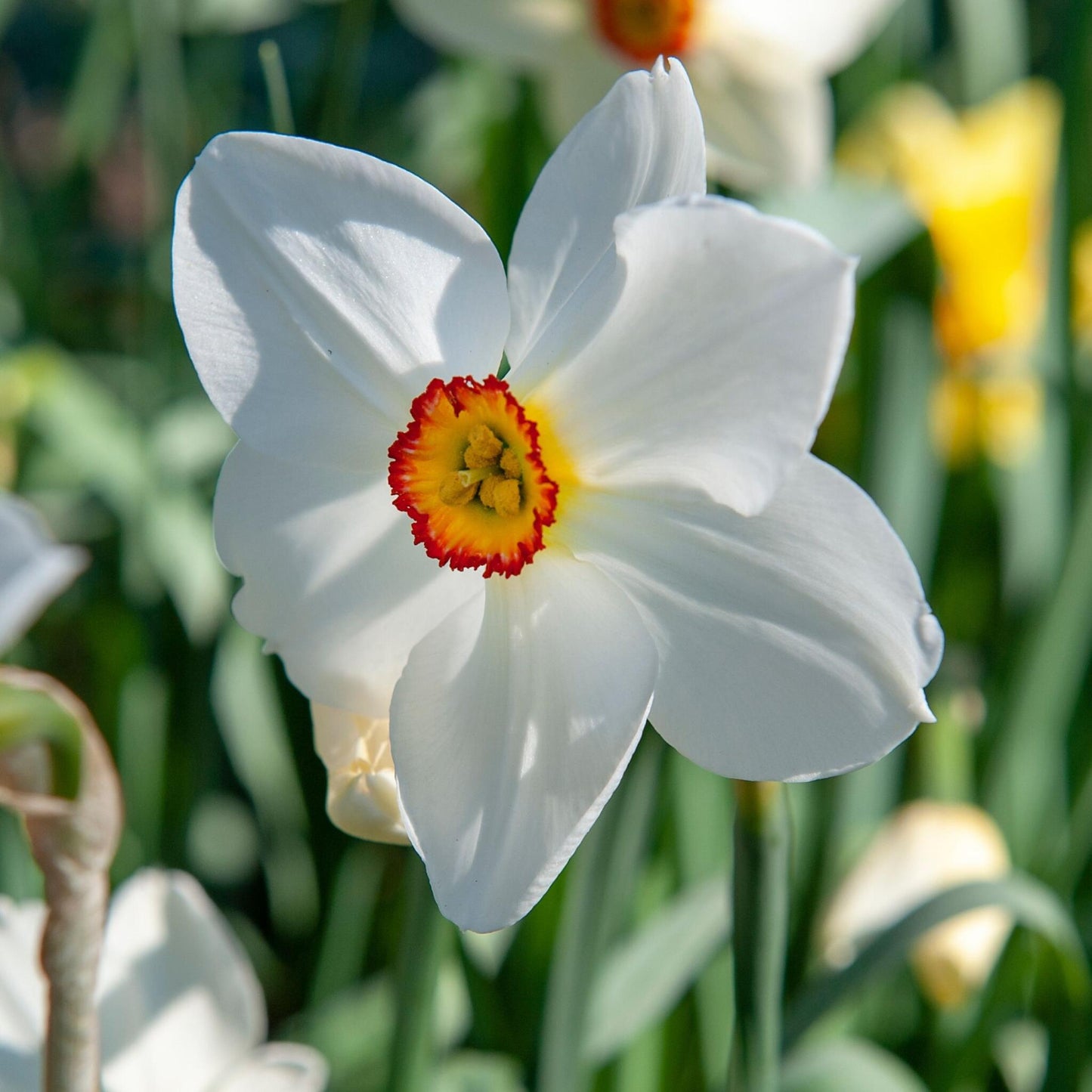 Bulbos De Narcisos - 30 Pzs - Narcissus 'recurvus' - Bulbos De Flores - Blanco_3