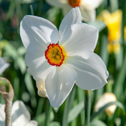 Bulbos De Narcisos - 30 Pzs - Narcissus 'recurvus' - Bulbos De Flores - Blanco_3