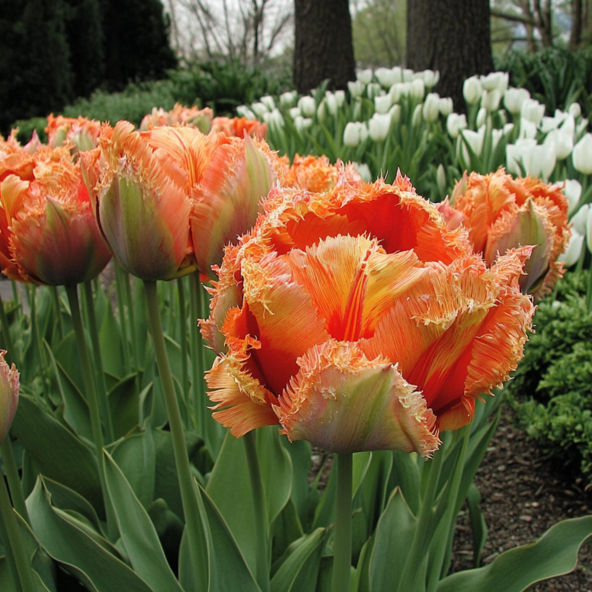 Bulbos De Tulipán - 10 Pzs - Tulipa 'brisbane' - Bulbos De Flores - Rosa_1