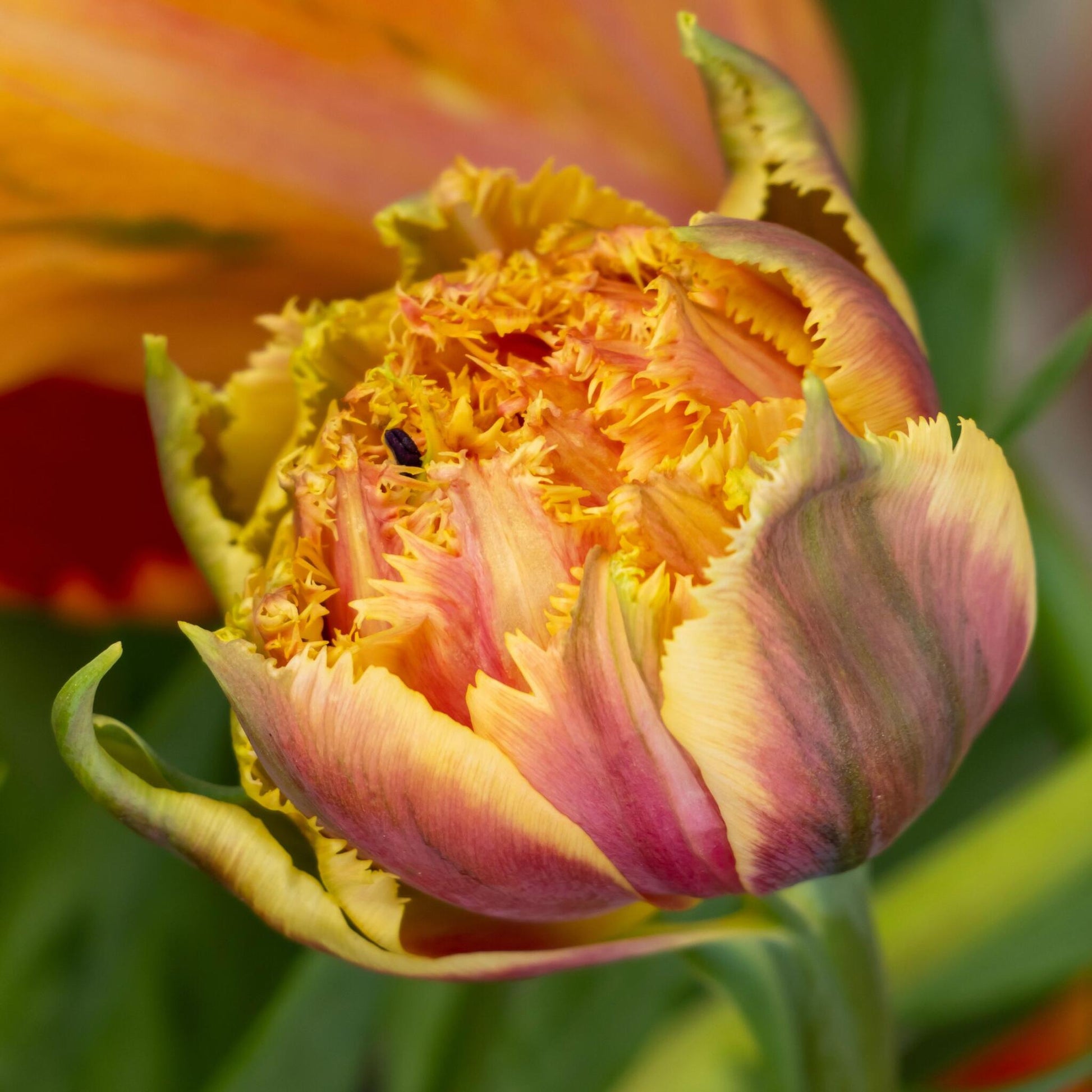 Bulbos De Tulipán - 10 Pzs - Tulipa 'brisbane' - Bulbos De Flores - Rosa_3