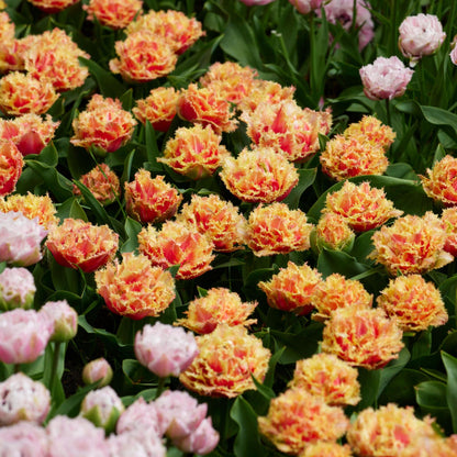 Bulbos De Tulipán - 10 Pzs - Tulipa 'brisbane' - Bulbos De Flores - Rosa_4