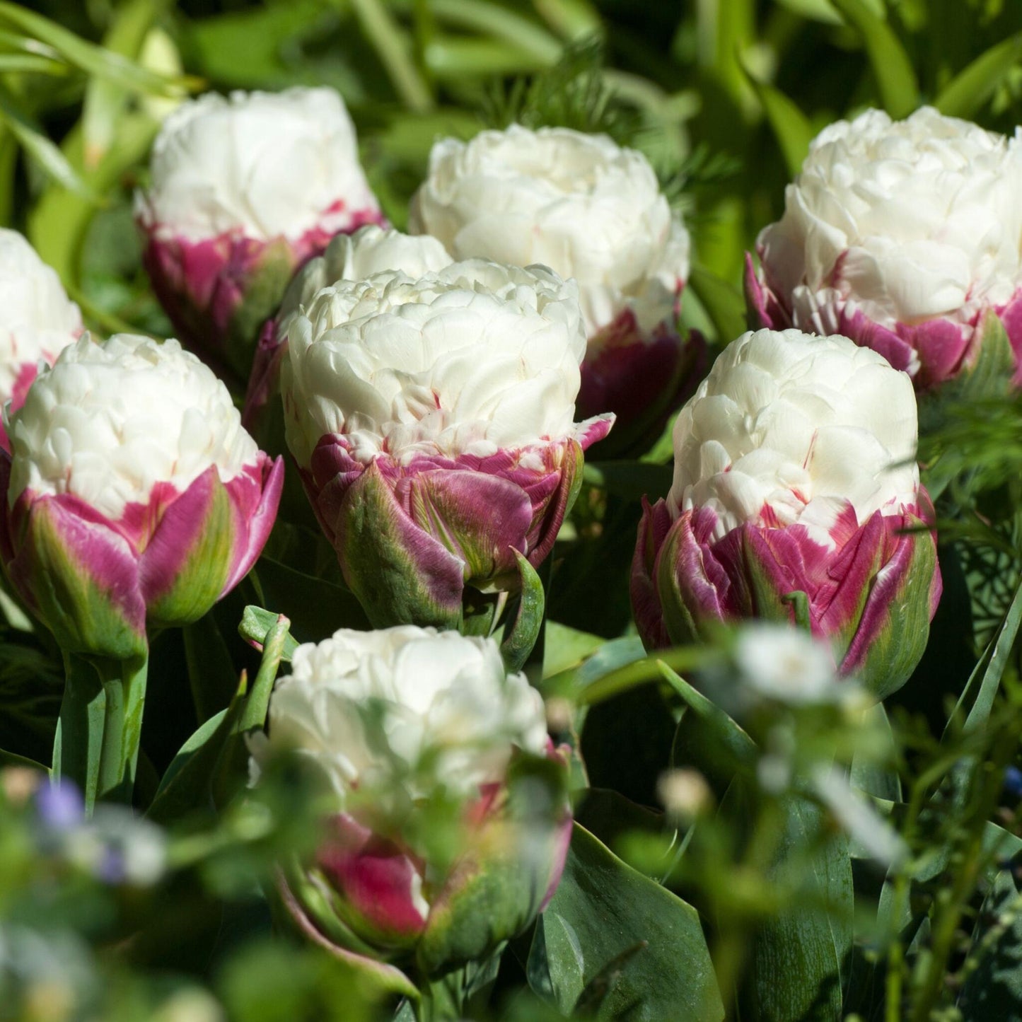 Bulbos De Tulipán - 10 Pzs - Tulipa 'ice Cream' - Bulbos De Flores - Púrpura_1