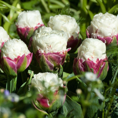 Bulbos De Tulipán - 10 Pzs - Tulipa 'ice Cream' - Bulbos De Flores - Púrpura_1