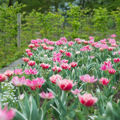 Bulbos De Tulipán - 10 Pzs - Tulipa 'queensland' - Bulbos De Flores - Rosa_1