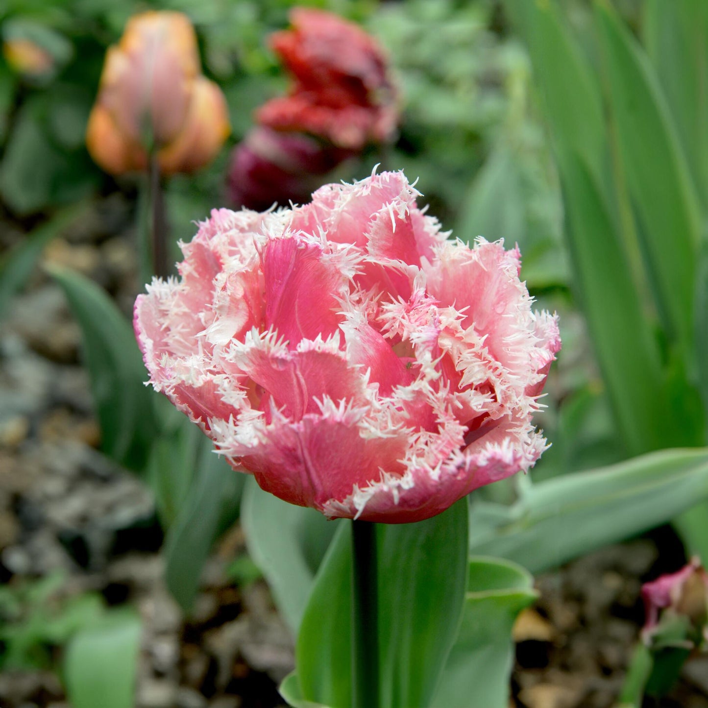 Bulbos De Tulipán - 10 Pzs - Tulipa 'queensland' - Bulbos De Flores - Rosa_3