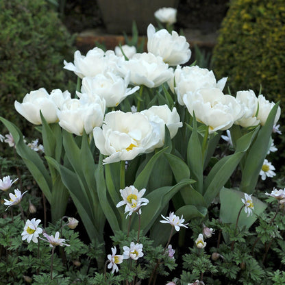 Bulbos De Tulipán - 10 Pzs - Tulipa 'snow Crystal' - Bulbos De Flores - Blanco_4