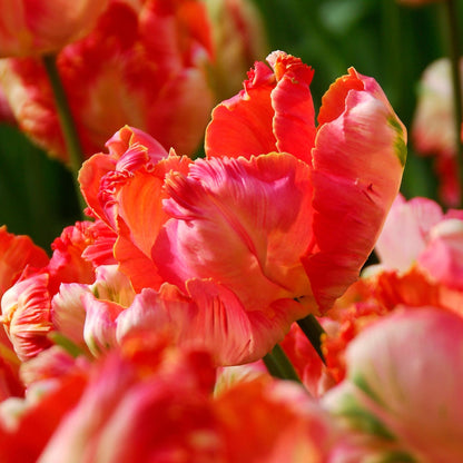 Bulbos De Tulipán - 14 Pzs - Tulipa 'apricot Parrot' - Bulbos De Flores - Rosa_1