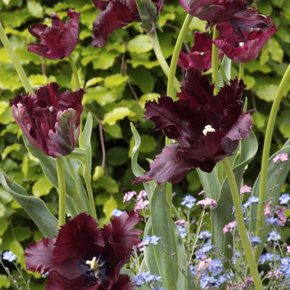 Bulbos De Tulipán - 14 Pzs - Tulipa 'black Parrot' - Bulbos De Flores - Púrpura_1