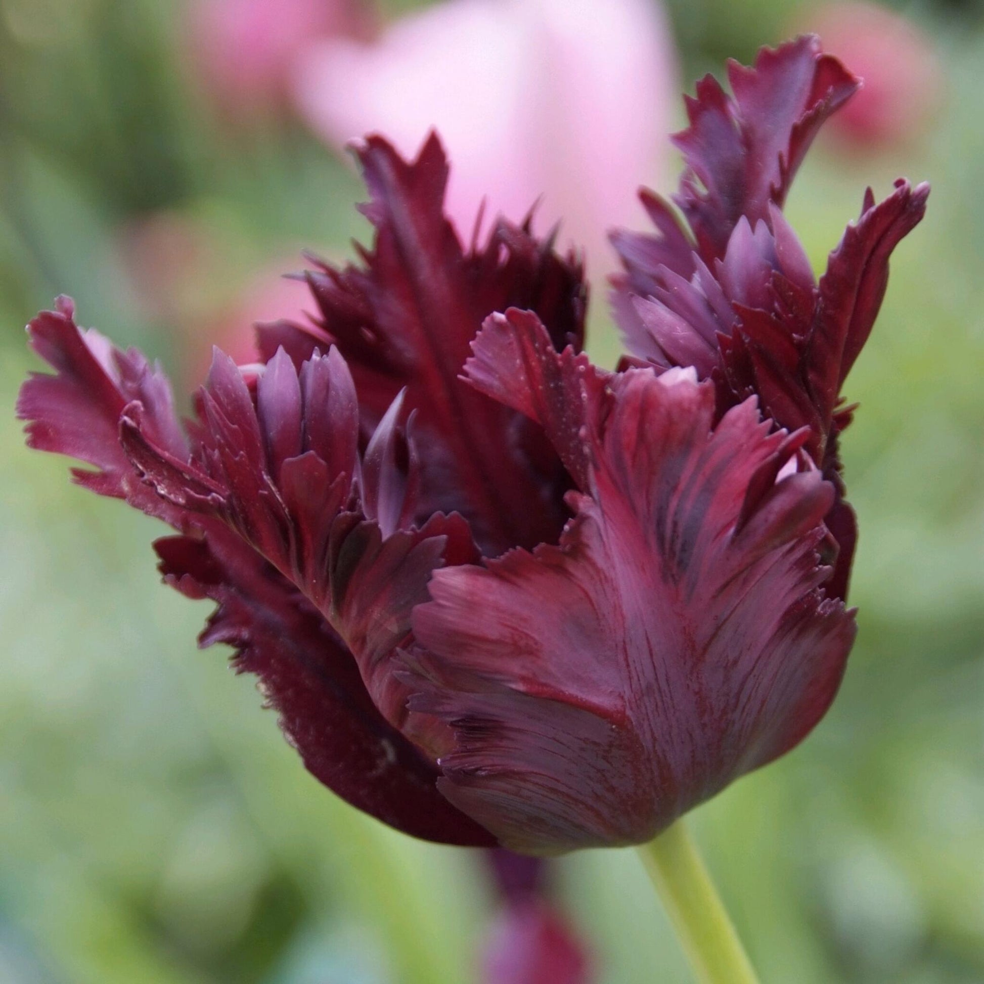 Bulbos De Tulipán - 14 Pzs - Tulipa 'black Parrot' - Bulbos De Flores - Púrpura_3