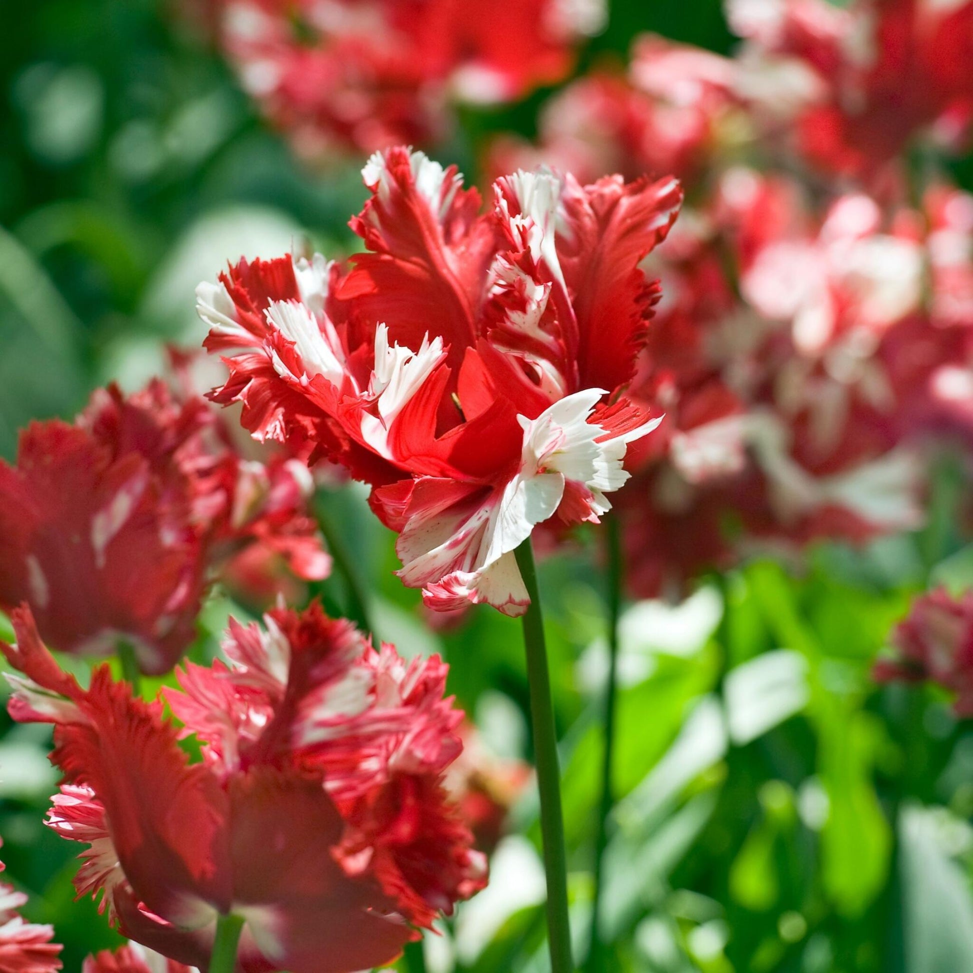 Bulbos De Tulipán - 14 Pzs - Tulipa 'estella Rijnveld' - Bulbos De Flores_1