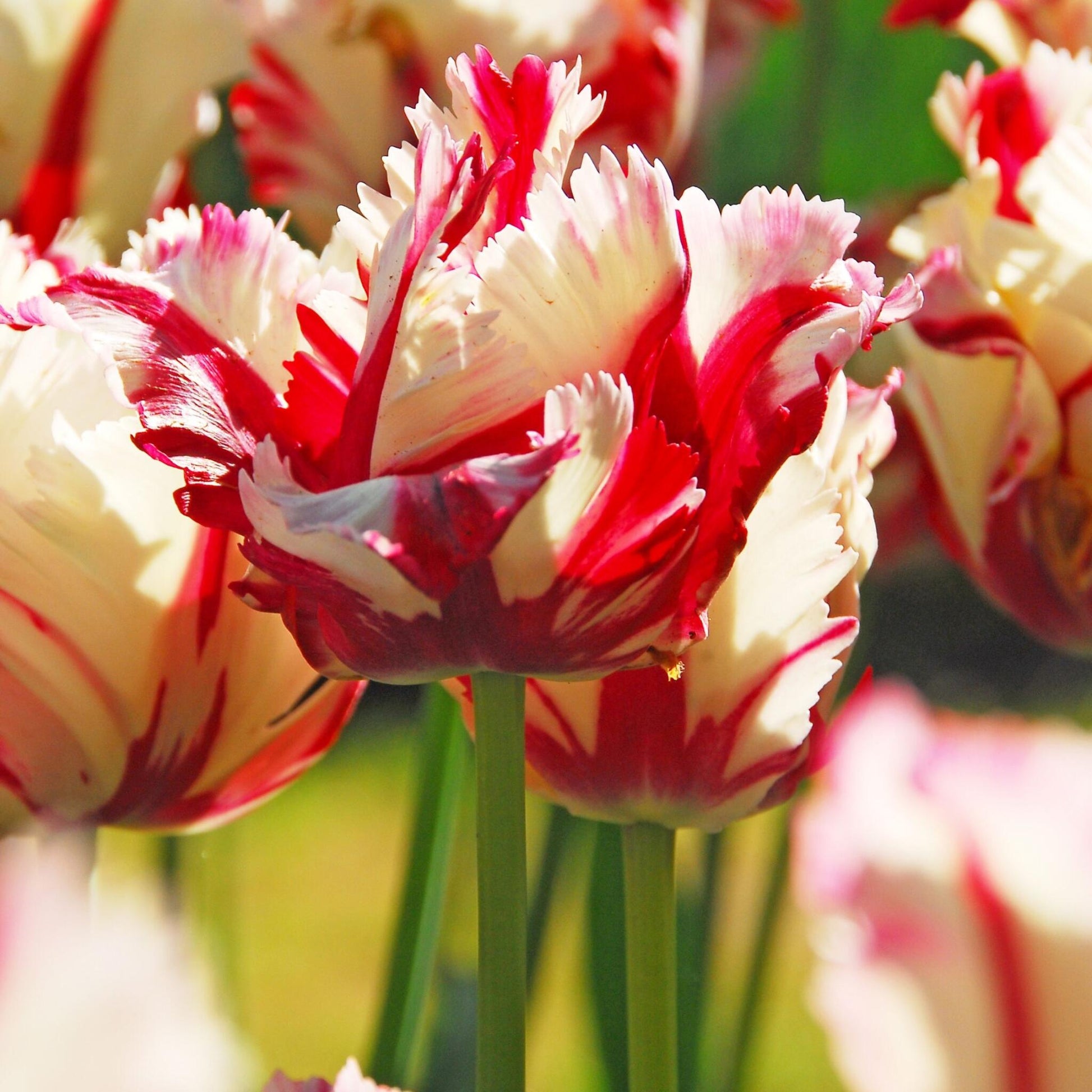 Bulbos De Tulipán - 14 Pzs - Tulipa 'estella Rijnveld' - Bulbos De Flores_3
