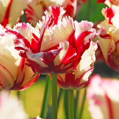 Bulbos De Tulipán - 14 Pzs - Tulipa 'estella Rijnveld' - Bulbos De Flores_3