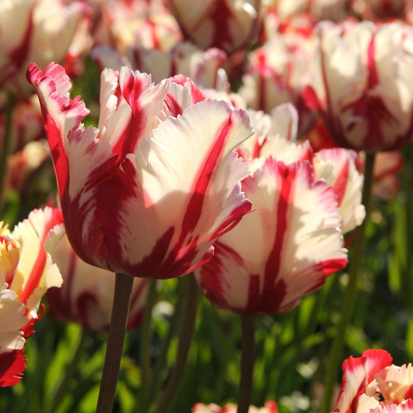 Bulbos De Tulipán - 14 Pzs - Tulipa 'estella Rijnveld' - Bulbos De Flores_4