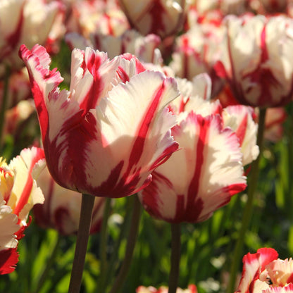 Bulbos De Tulipán - 14 Pzs - Tulipa 'estella Rijnveld' - Bulbos De Flores_4
