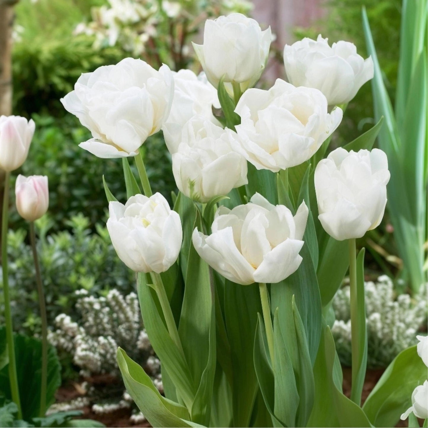 Bulbos De Tulipán - 14 Pzs - Tulipa 'mondial' - Bulbos De Flores_1