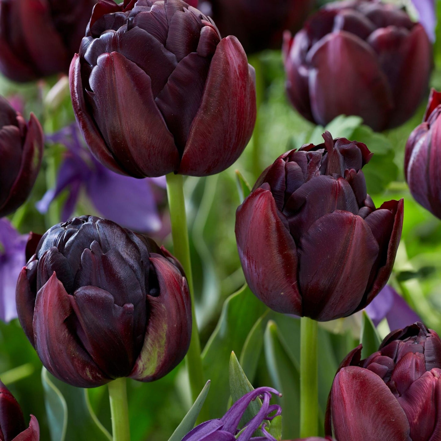 Bulbos De Tulipán - 15 Pzs - Tulipa 'black Hero' - Bulbos De Flores_1