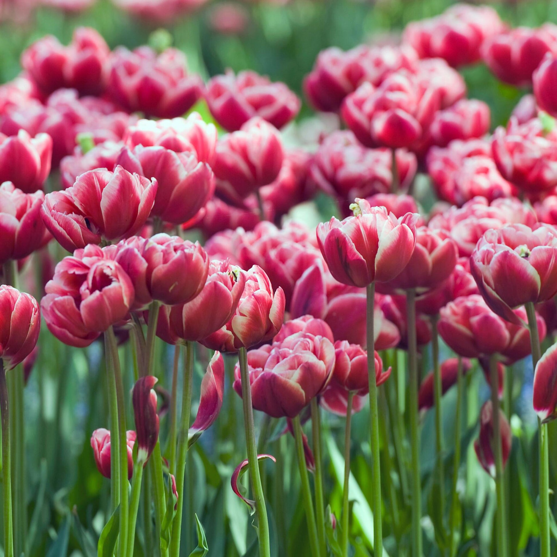 Bulbos De Tulipán - 15 Pzs - Tulipa 'drumline' - Bulbos De Flores - Rosa_1