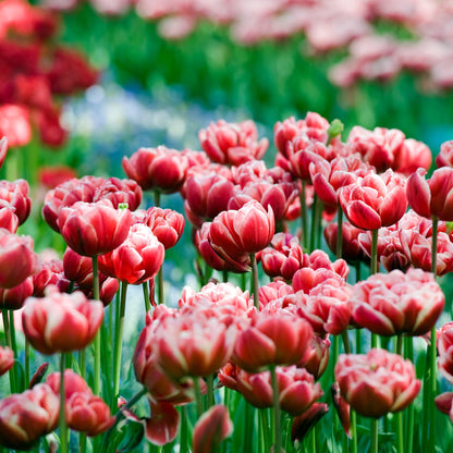 Bulbos De Tulipán - 15 Pzs - Tulipa 'drumline' - Bulbos De Flores - Rosa_4