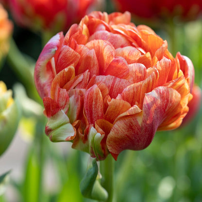 Bulbos De Tulipán - 15 Pzs - Tulipa 'gudoshnik Double' - Blanco_3