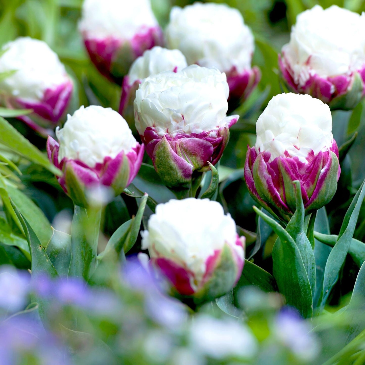 Bulbos De Tulipán - 15 Pzs - Tulipa 'ice Cream' - Bulbos De Flores - Púrpura_1