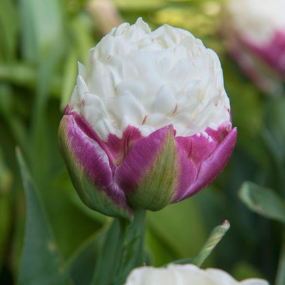 Bulbos De Tulipán - 15 Pzs - Tulipa 'ice Cream' - Bulbos De Flores - Púrpura_3
