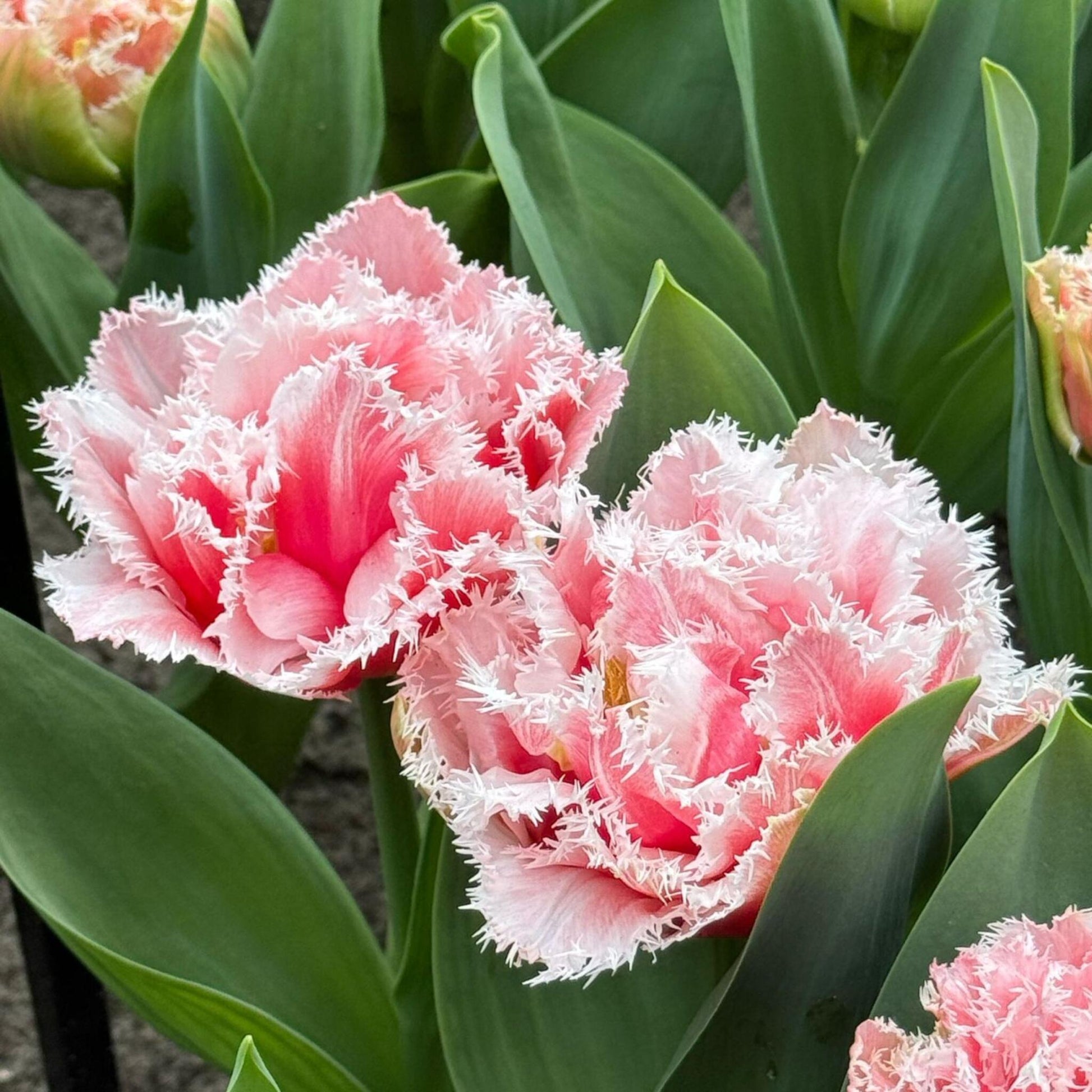 Bulbos De Tulipán - 15 Pzs - Tulipa 'queensland' - Bulbos De Flores - Rosa_3