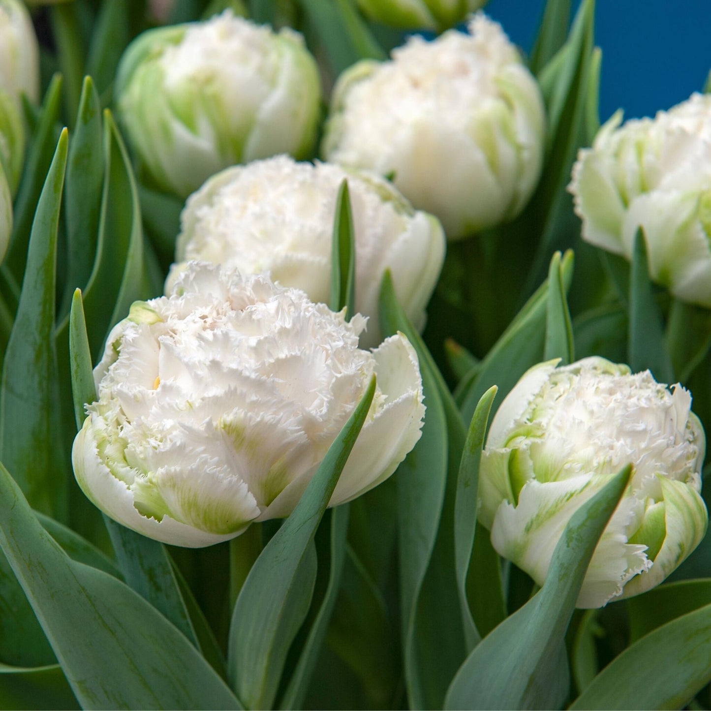 Bulbos De Tulipán - 15 Pzs - Tulipa 'snow Crystal' - Bulbos De Flores - Blanco_3