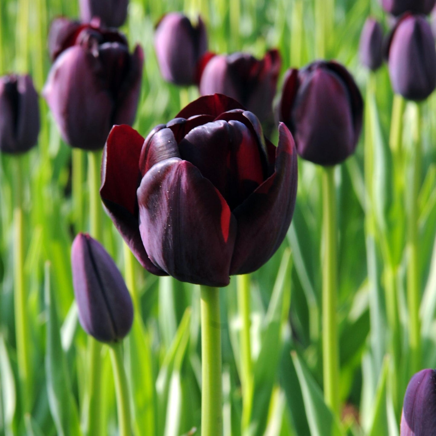 Bulbos De Tulipán - 20 Pzs - Tulipa 'queen Of Night' - Bulbos De Flores_1
