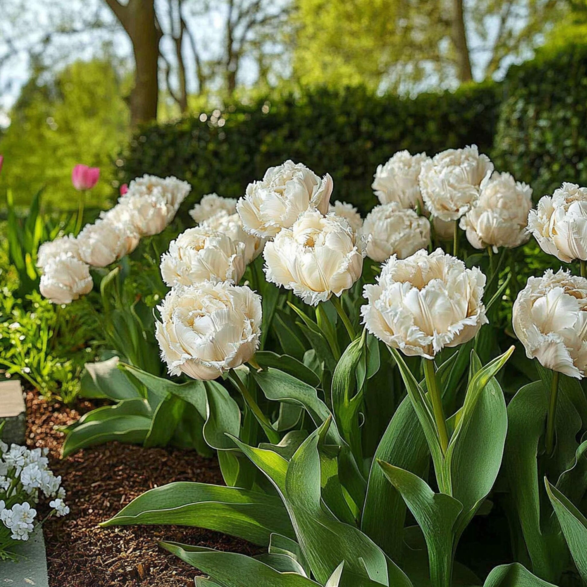Bulbos De Tulipán - 20 Pzs - Tulipa 'snow Crystal' - Bulbos De Flores - Blanco_1