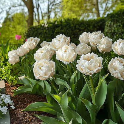 Bulbos De Tulipán - 20 Pzs - Tulipa 'snow Crystal' - Bulbos De Flores - Blanco_1