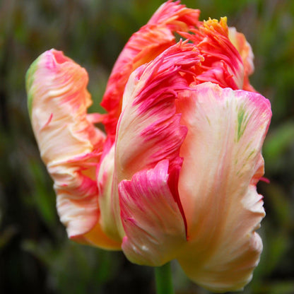 Bulbos De Tulipán - 21 Pzs - Tulipa 'apricot Parrot' - Bulbos De Flores - Rosa_3
