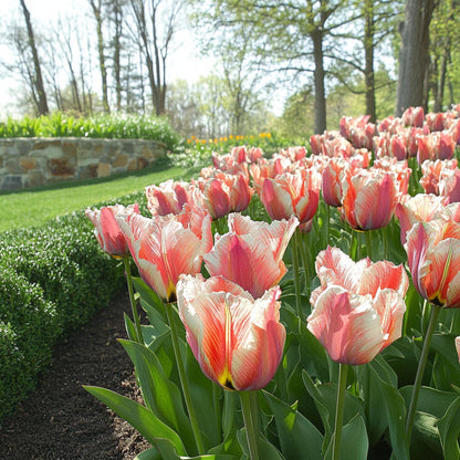 Bulbos De Tulipán - 21 Pzs - Tulipa 'apricot Parrot' - Bulbos De Flores - Rosa_4