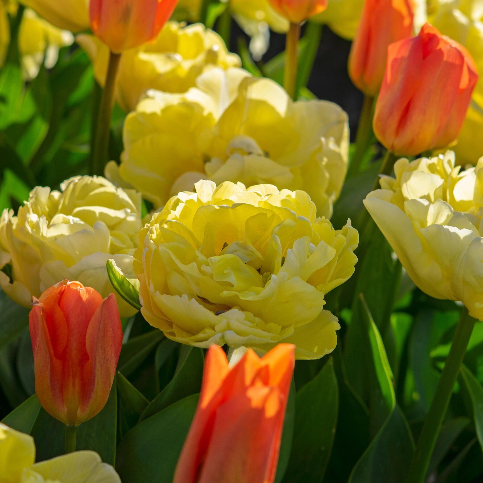 Bulbos De Tulipán - 21 Pzs - Tulipa 'avant Garde' - Bulbos De Flores - Amarillo_1
