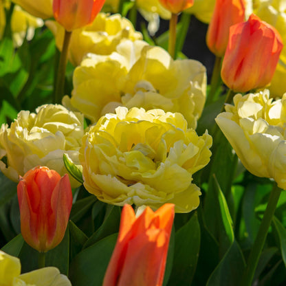 Bulbos De Tulipán - 21 Pzs - Tulipa 'avant Garde' - Bulbos De Flores - Amarillo_1